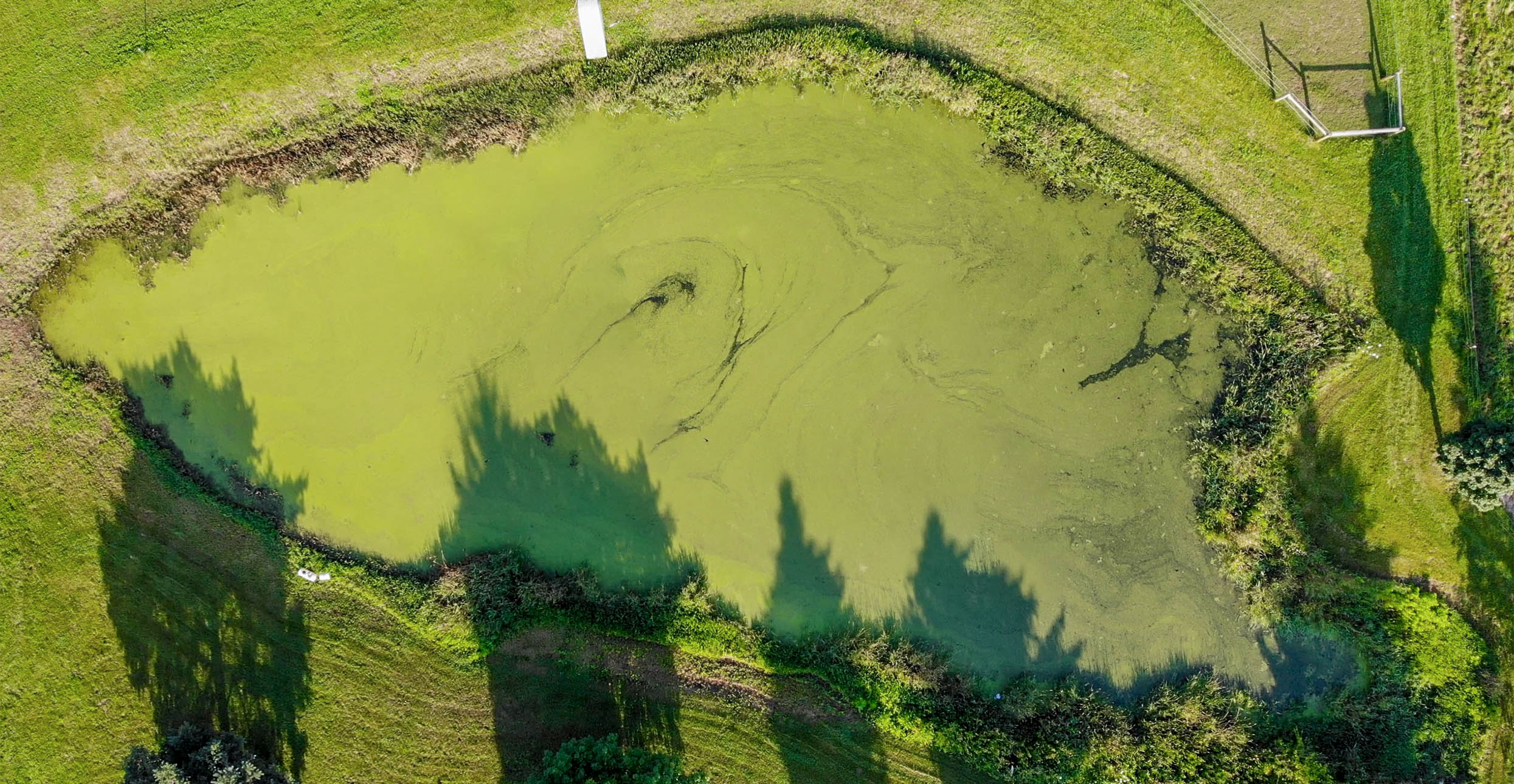 Pond before treatment