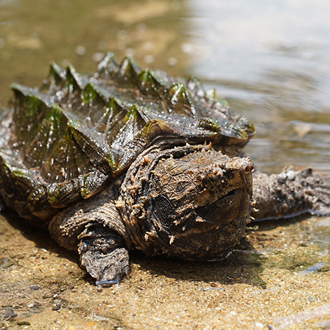 Alligator Snapping Turtle