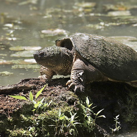 Common Snapping Turtle