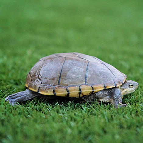 Mud Turtle