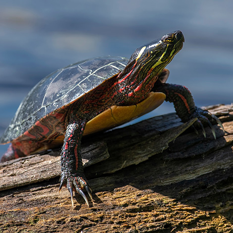 Painted Turtle on a Log