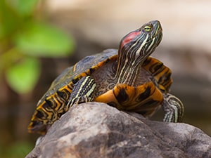 HIKARI Turtle Sticks 120 gr- Nourriture pour tortue d'eau