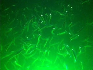 Underwater LED Fishing Lights, Hydro Glow