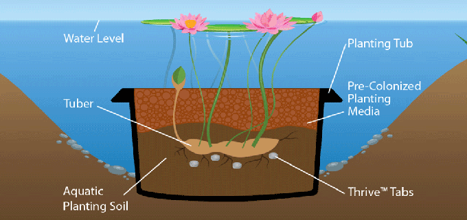 How to Plant Water Lily